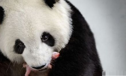 中国租德大熊猫顺利诞下了一对大熊猫宝宝 官方回应熊猫宝宝取名香港